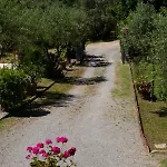 Degli Olivi *